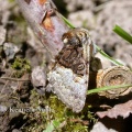 nut-tree tussock (Colocasia coryli) Kenneth Noble